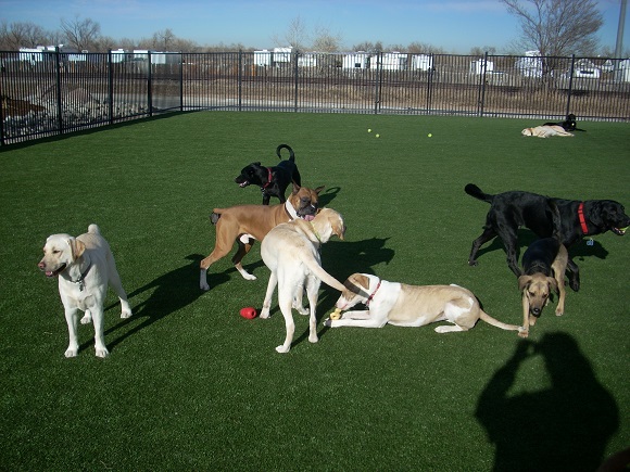 Daycare Dogs outside in the grass playing