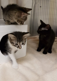 Three kittens in a crate