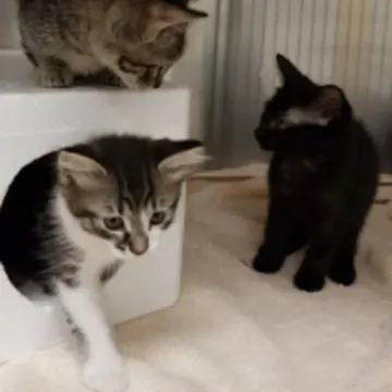 Three kittens in a crate