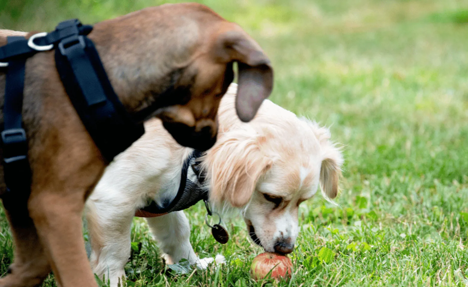A dog sniffing an apple A dog sniffing an apple