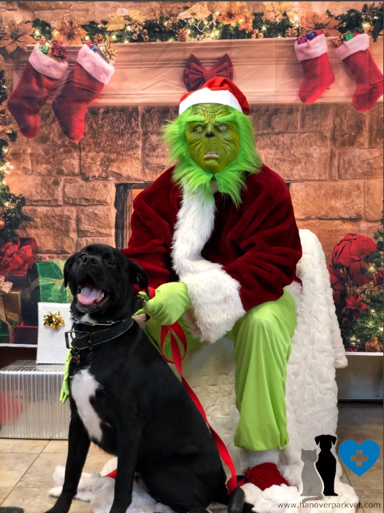 Cooper with the Grinch at Hanover Park Animal Care Center