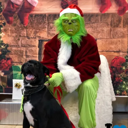 Cooper with the Grinch at Hanover Park Animal Care Center