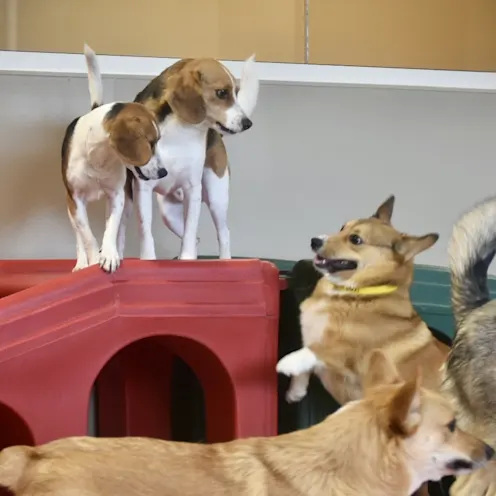 Dogs playing inside Dogs playing inside