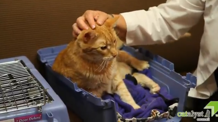 Cat sitting in an opened cat carrier