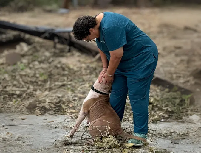 Pit Bull trapped in a crate during Hurricane Milton rescued by Technicians from Bay Moorings Animal Hospital Pit Bull trapped in a crate during Hurricane Milton rescued by Technicians from Bay Moorings Animal Hospital