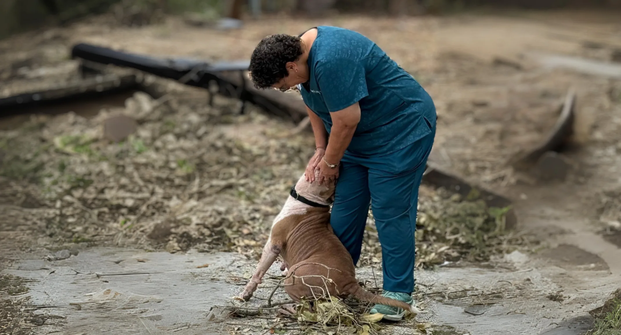 Pit Bull trapped in a crate during Hurricane Milton rescued by Technicians from Bay Moorings Animal Hospital Pit Bull trapped in a crate during Hurricane Milton rescued by Technicians from Bay Moorings Animal Hospital