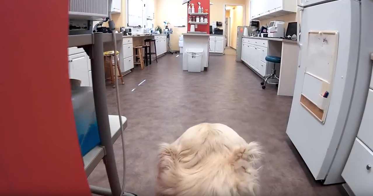 Animal Hospital of Orange Grove DOVER