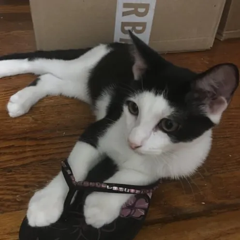 A cat with its paws in a slipper next to a box