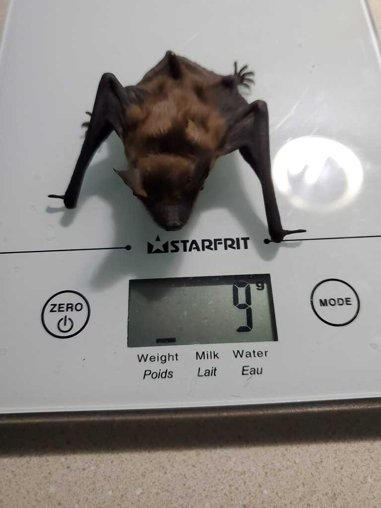 A bat on a scale