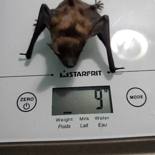 A bat on a scale A bat on a scale