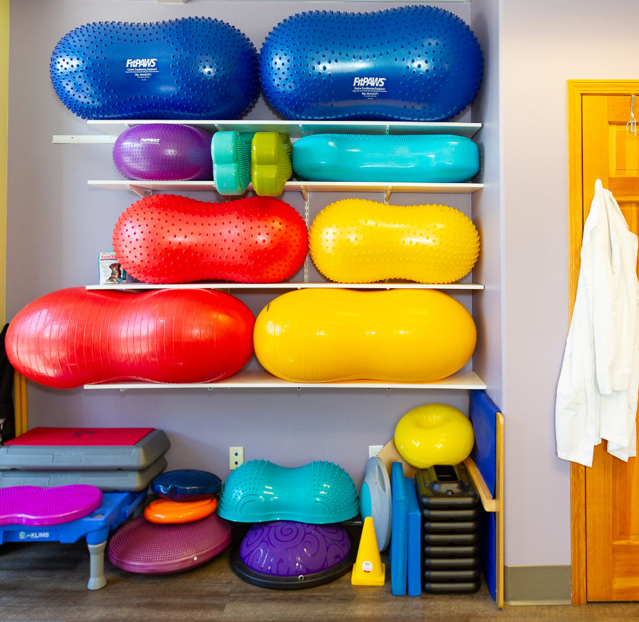 Colorful rehabilitation room for pet patients