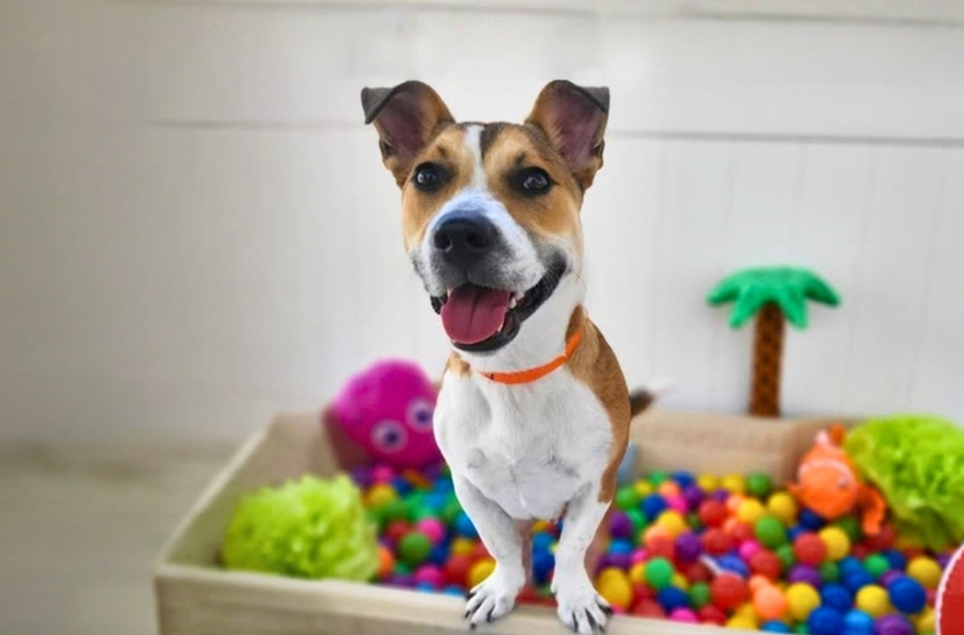 Smiling dog in ballpit