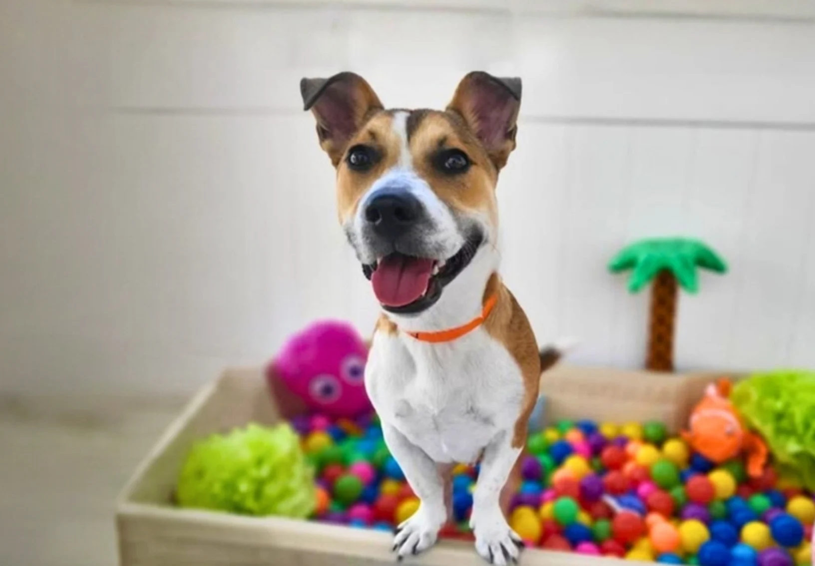 Smiling dog in ballpit Smiling dog in ballpit