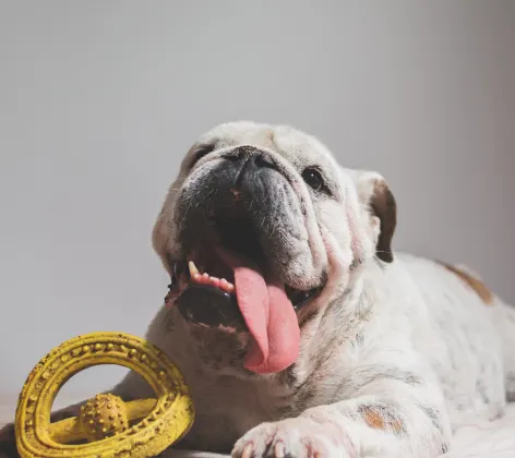 An elderly Bulldog playing with a yellow toy
