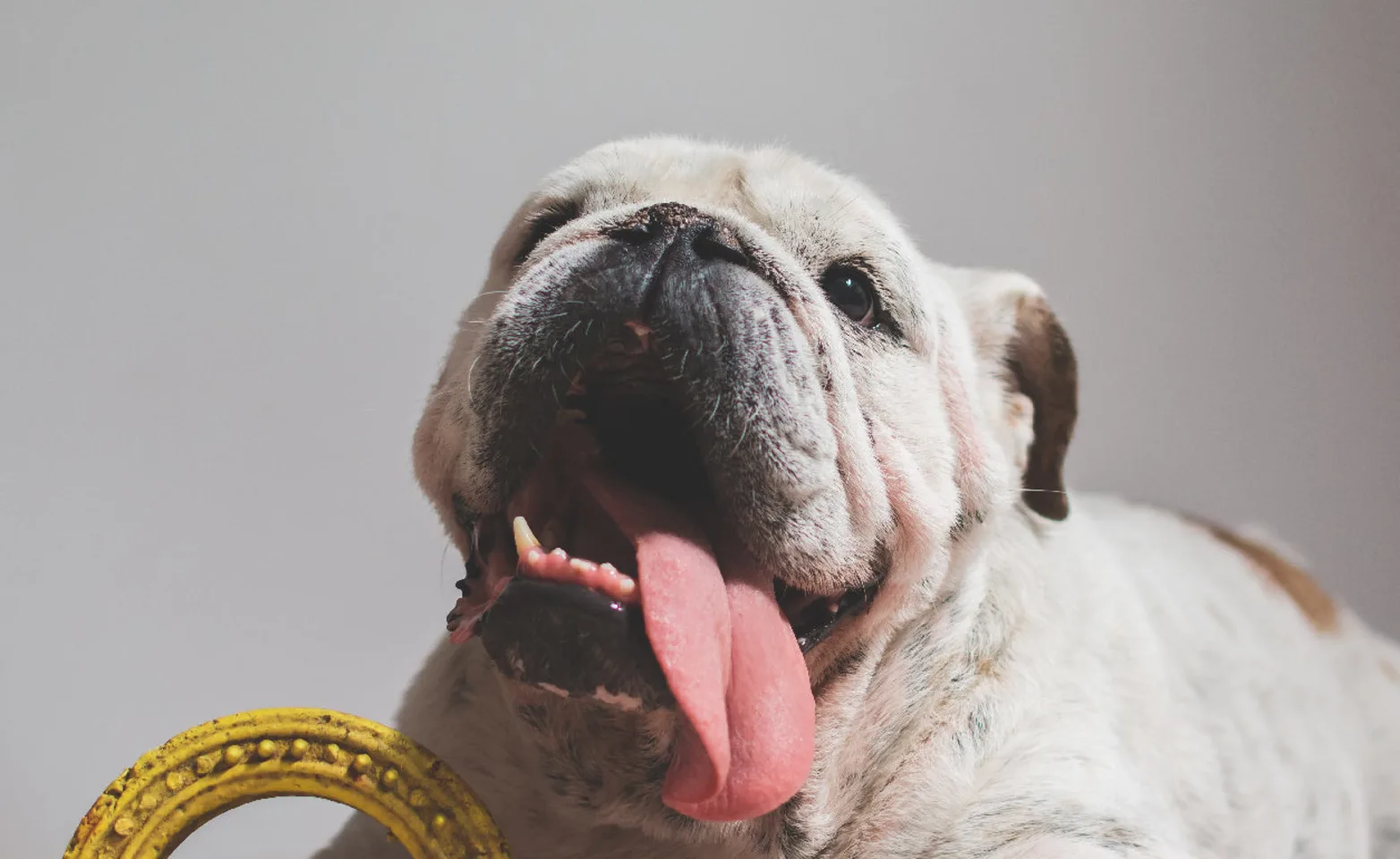 An elderly Bulldog playing with a yellow toy