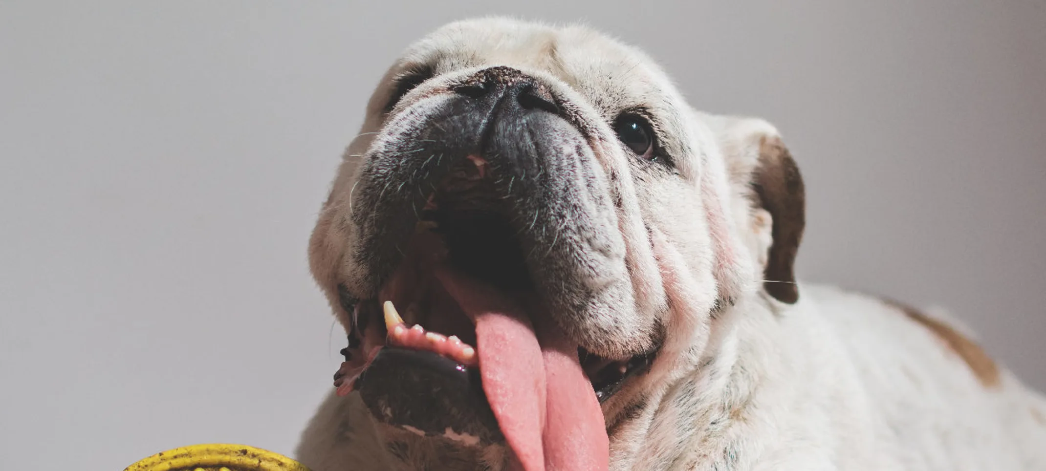 An elderly Bulldog playing with a yellow toy