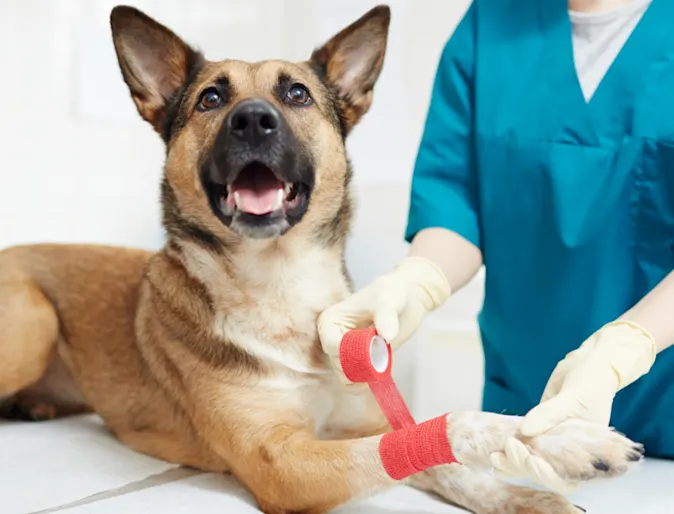 Veterinarian Bandaging a Dog's Leg Veterinarian Bandaging a Dog's Leg