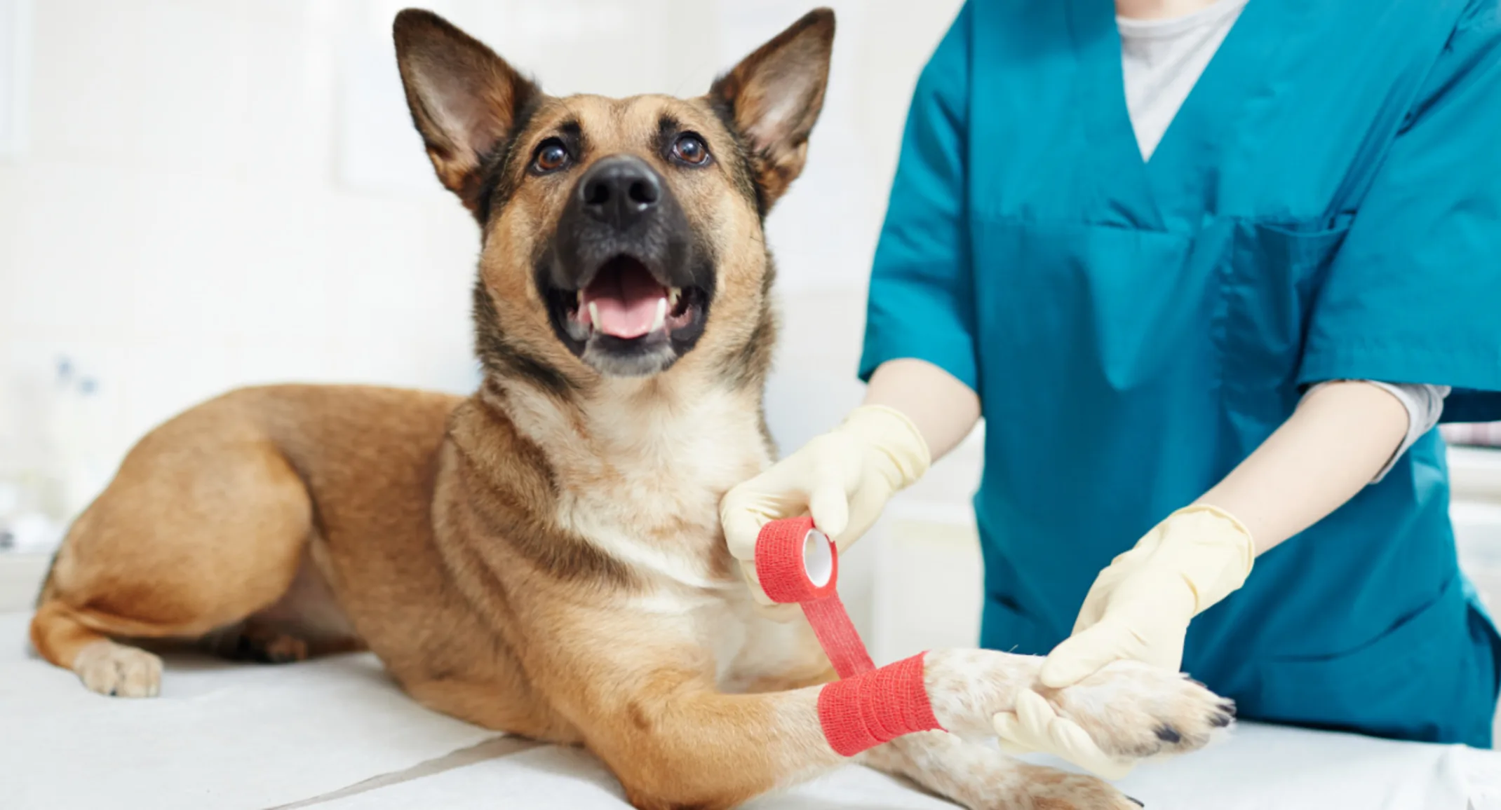 Veterinarian Bandaging a Dog's Leg Veterinarian Bandaging a Dog's Leg