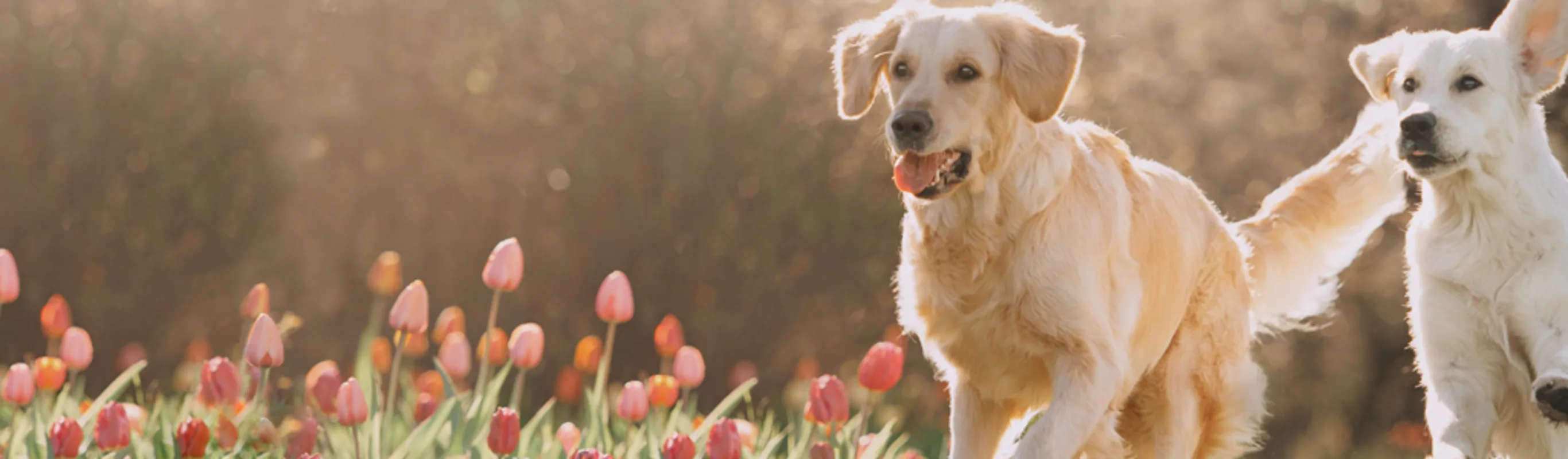 Golden retrievers running in a field of tulips