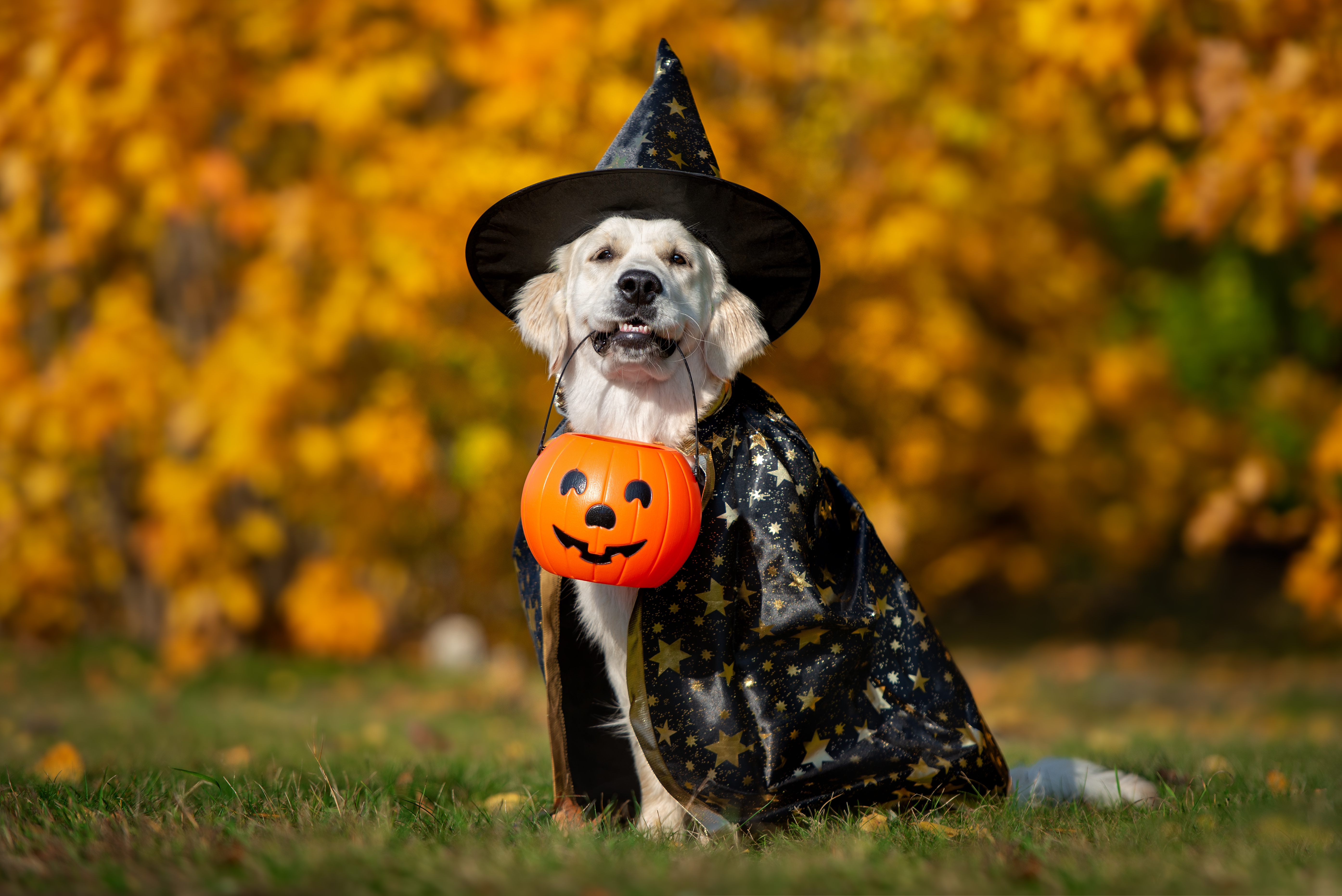 Dog smiling with a Halloween bucket in its mouth, wearing a magician costume
