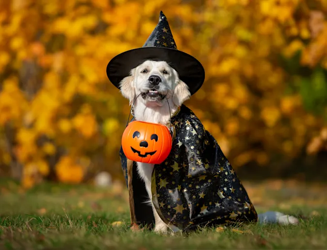 Dog smiling with a Halloween bucket in its mouth, wearing a magician costume Dog smiling with a Halloween bucket in its mouth, wearing a magician costume