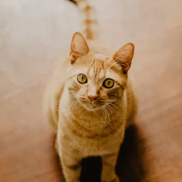 Cat sitting on wooden floor Cat sitting on wooden floor