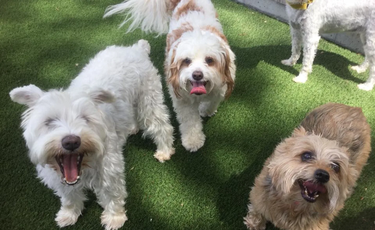 Dogs happy playing outside at The Barking Dog Dogs happy playing outside at The Barking Dog