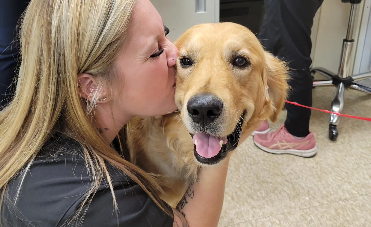 Vet kissing a happy golden retriever Vet kissing a happy golden retriever