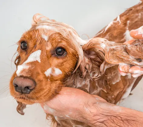 Dog in bath with soap all over him