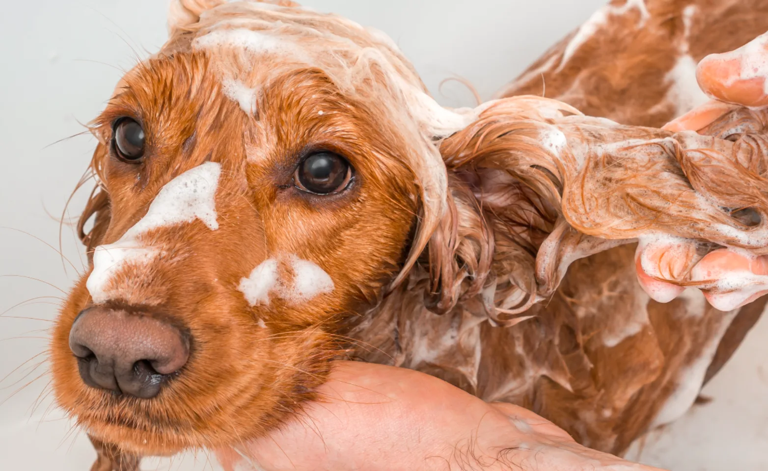 Dog in bath with soap all over him Dog in bath with soap all over him