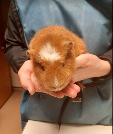 An Orange Guinea Pig