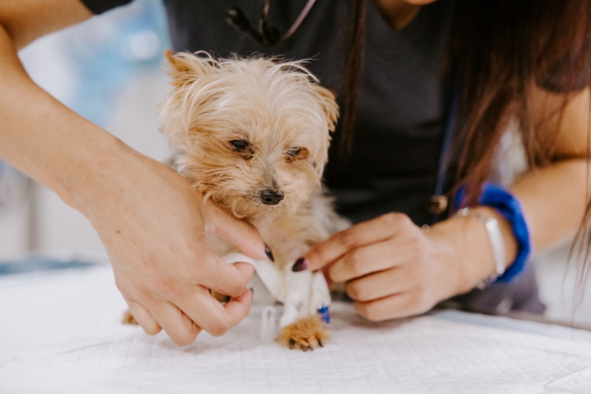 Staff member wrapping a yorkie's paw with bandages.