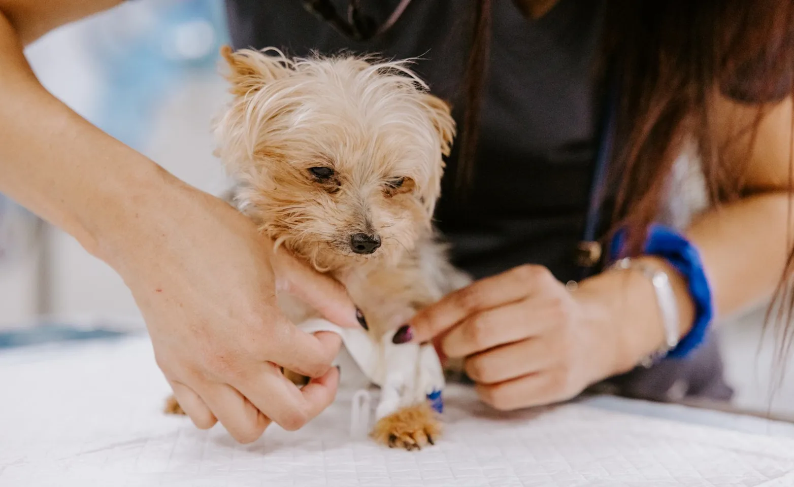 Staff member wrapping a yorkie's paw with bandages. Staff member wrapping a yorkie's paw with bandages.