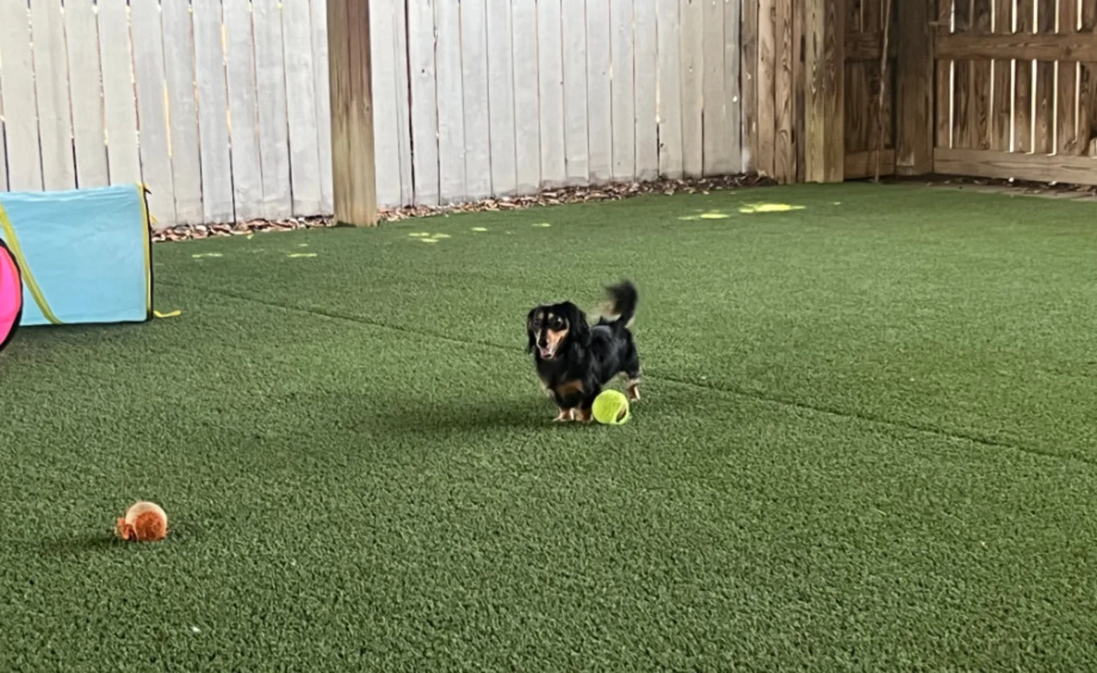 Black dog playing with toys Black dog playing with toys