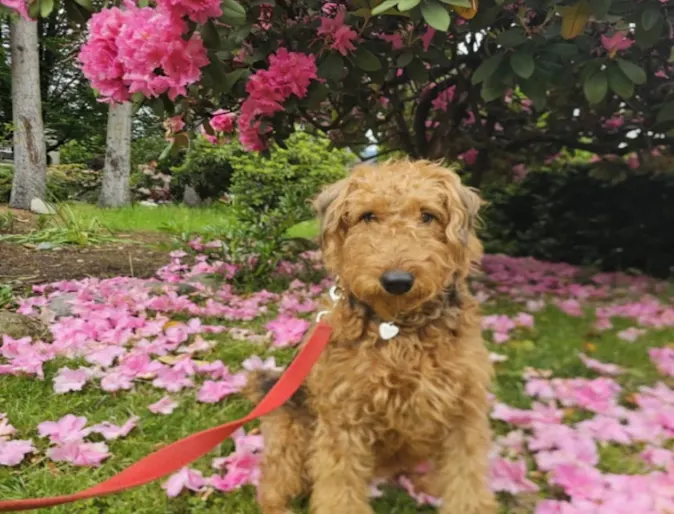 Joey the Airedale Terrier Joey the Airedale Terrier