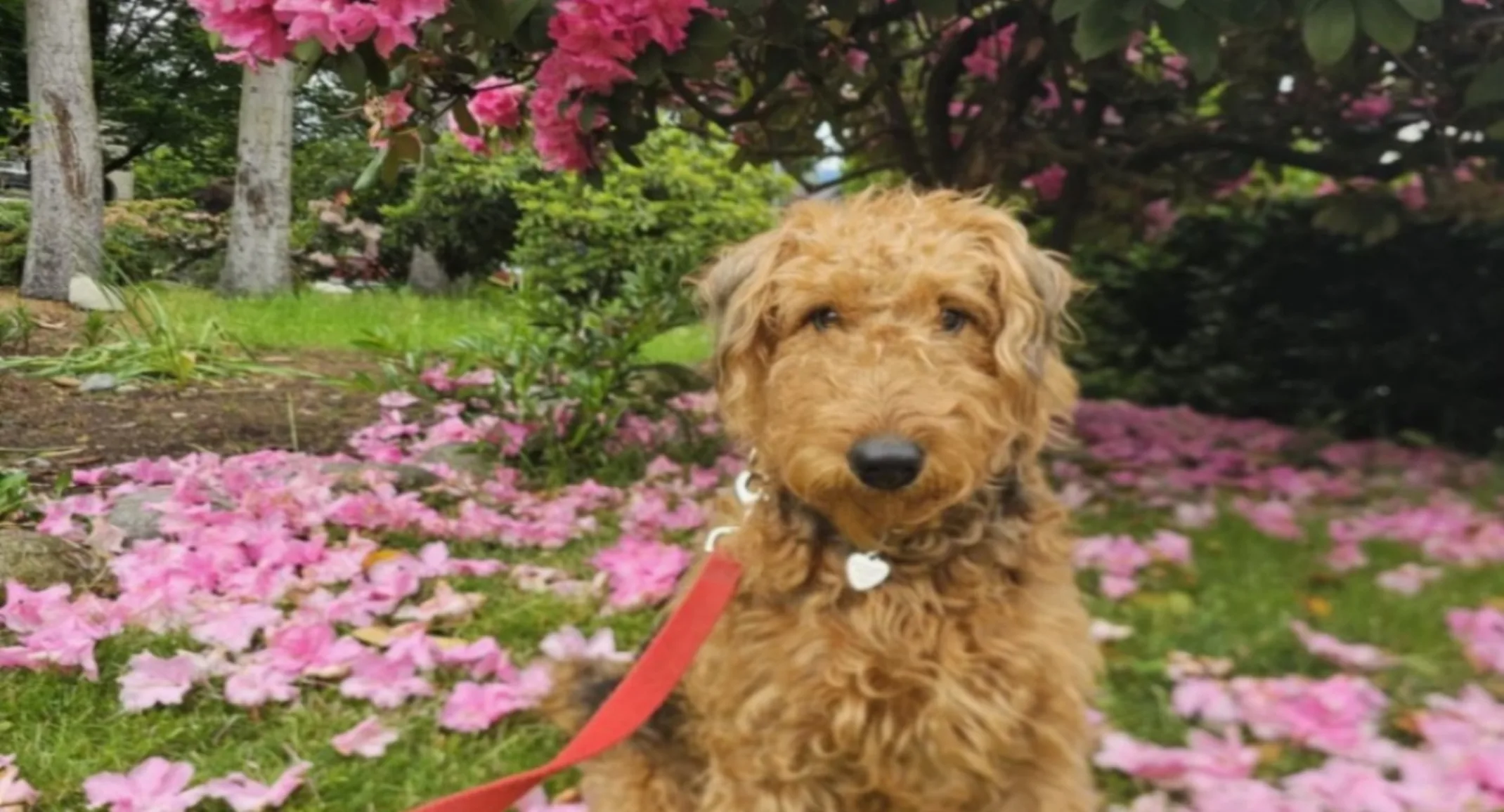 Joey the Airedale Terrier Joey the Airedale Terrier