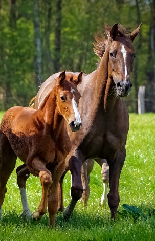 Mare and foal running through green grass together