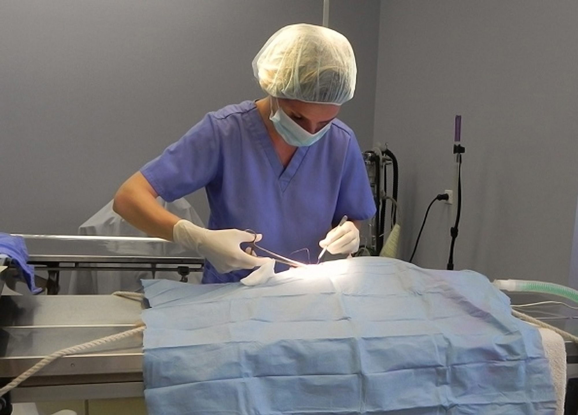 Doctor performing surgery at Wheaton Animal Hospital