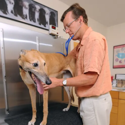 Dr. Brust examining a dog at Henniker Veterinary Hospital