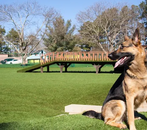 German Shepherd (dog) sitting in the play yard at Pet Lodge Pet Resort German Shepherd (dog) sitting in the play yard at Pet Lodge Pet Resort