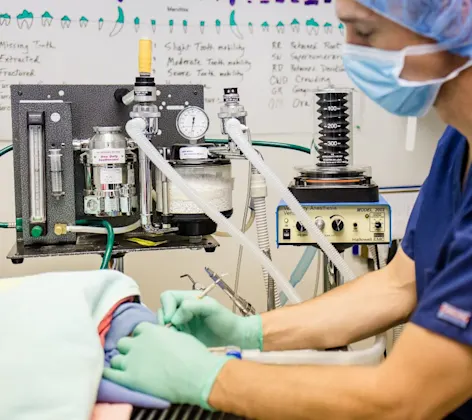 Minimally Invasive Procedures at East Springs Animal Hospital. Minimally Invasive Procedures at East Springs Animal Hospital.