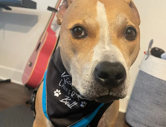 Brown dog named Quinn Brown dog named Quinn