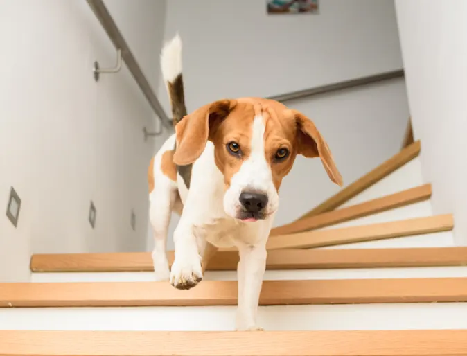 Small dog walking down the stairs Small dog walking down the stairs