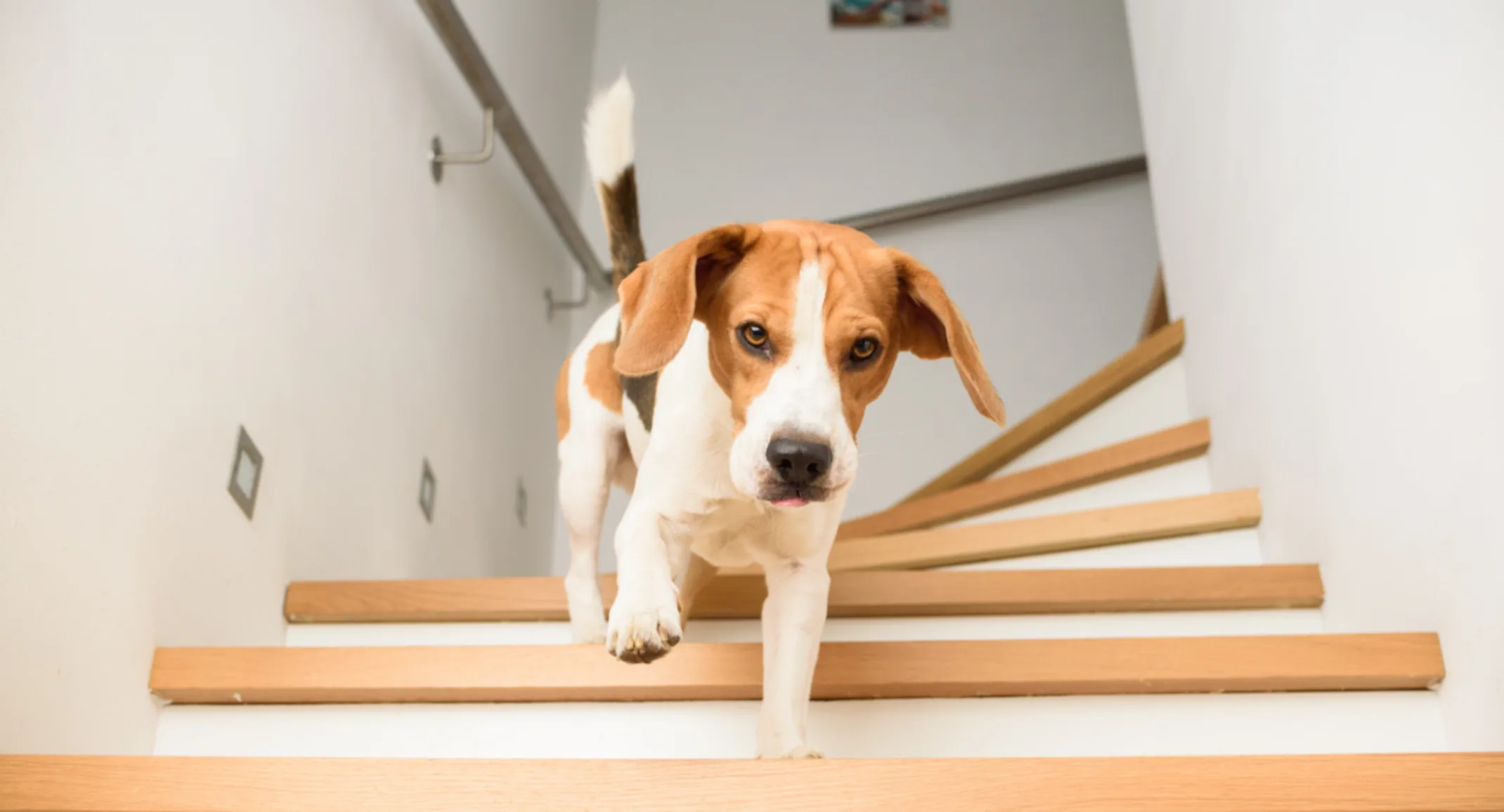 Small dog walking down the stairs Small dog walking down the stairs