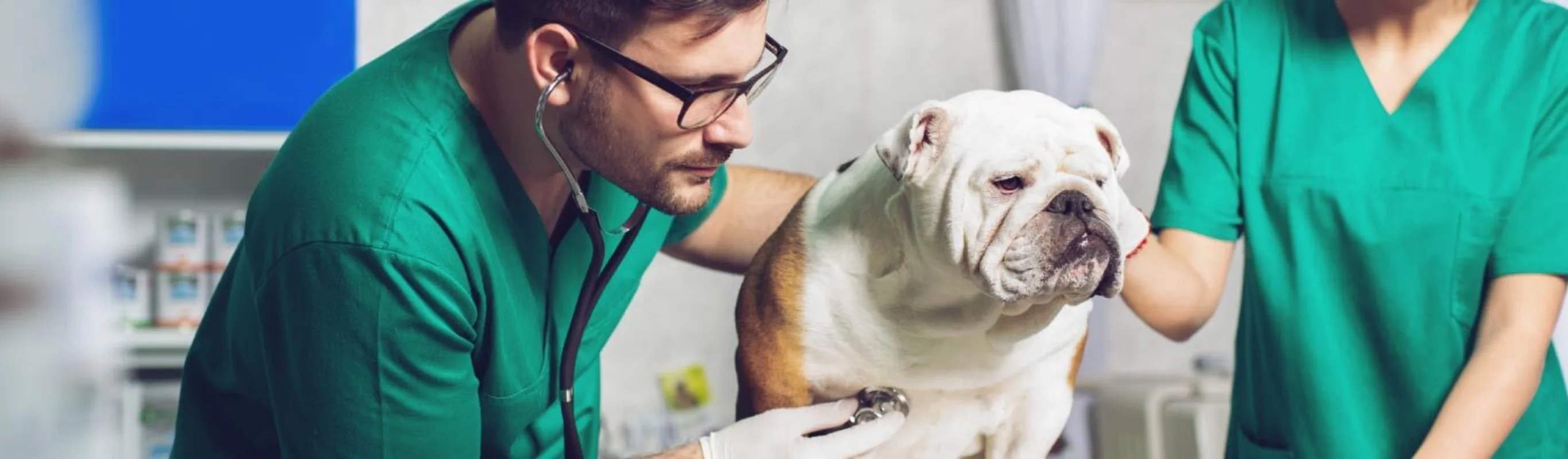 Veterinary staff examining a dog Veterinary staff examining a dog