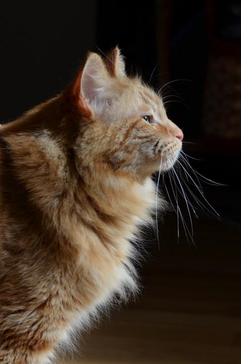 Profile of an orange cat with a fluffy chest 