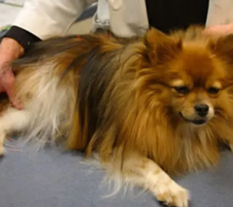 brown dog receiving acupuncture therapy