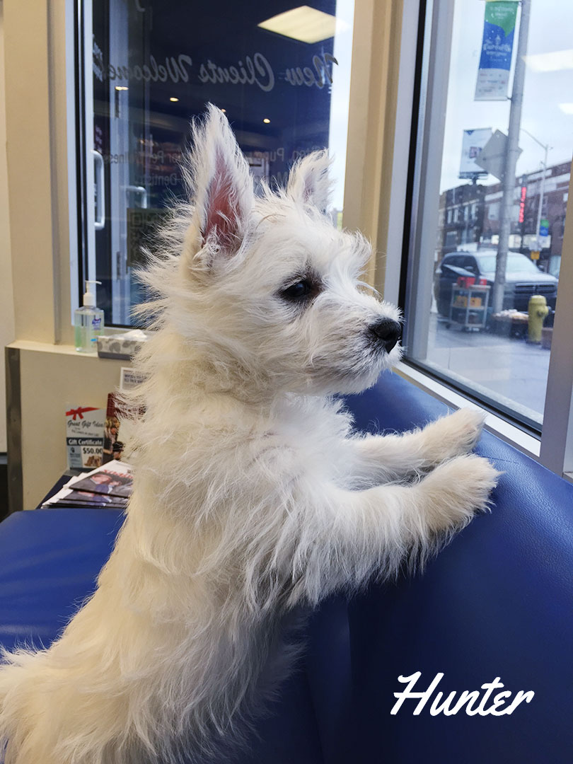White dog named Hunter looking out the window