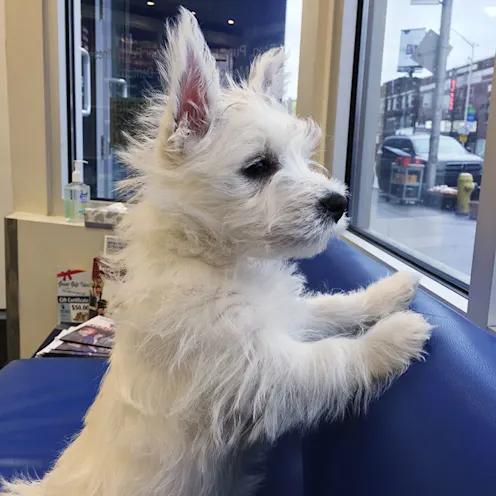 White dog named Hunter looking out the window White dog named Hunter looking out the window