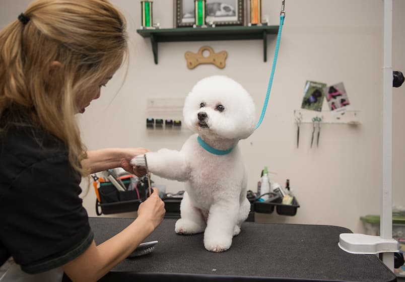 While poodle having its leg fur groomed